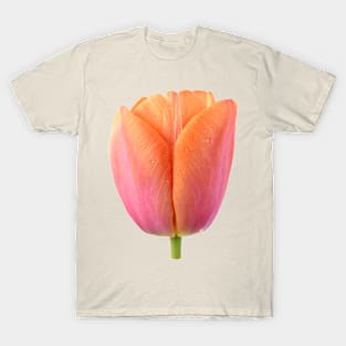 Tulipa  &#39;Orange Dynasty&#39;    Triumph Tulip T-Shirt